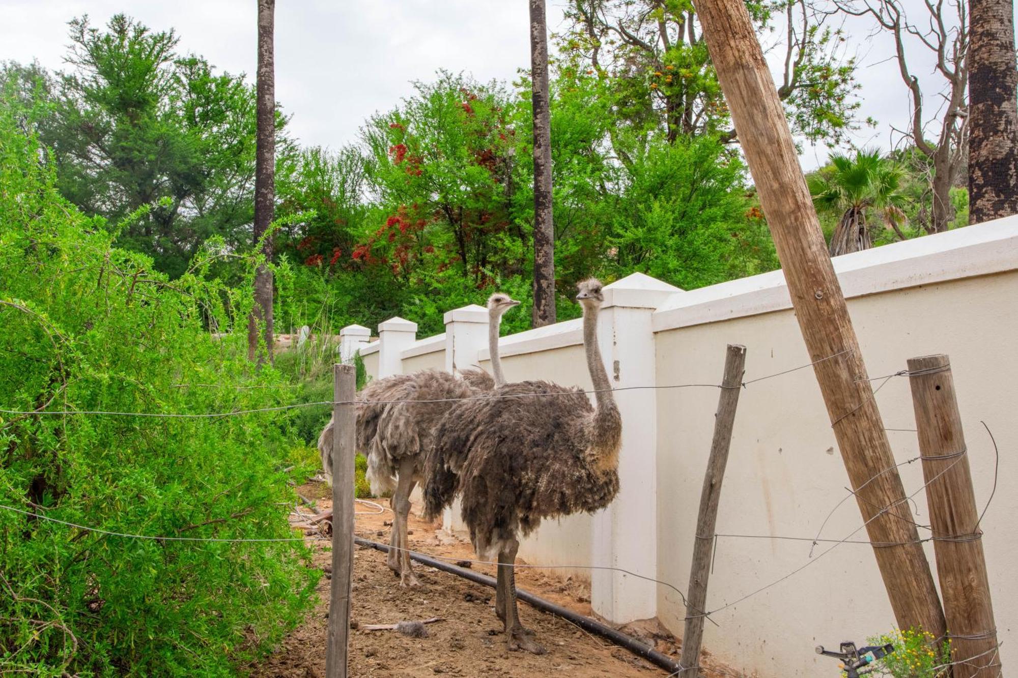 Bakenskraal Ostrich Palace Oudtshoorn Ngoại thất bức ảnh