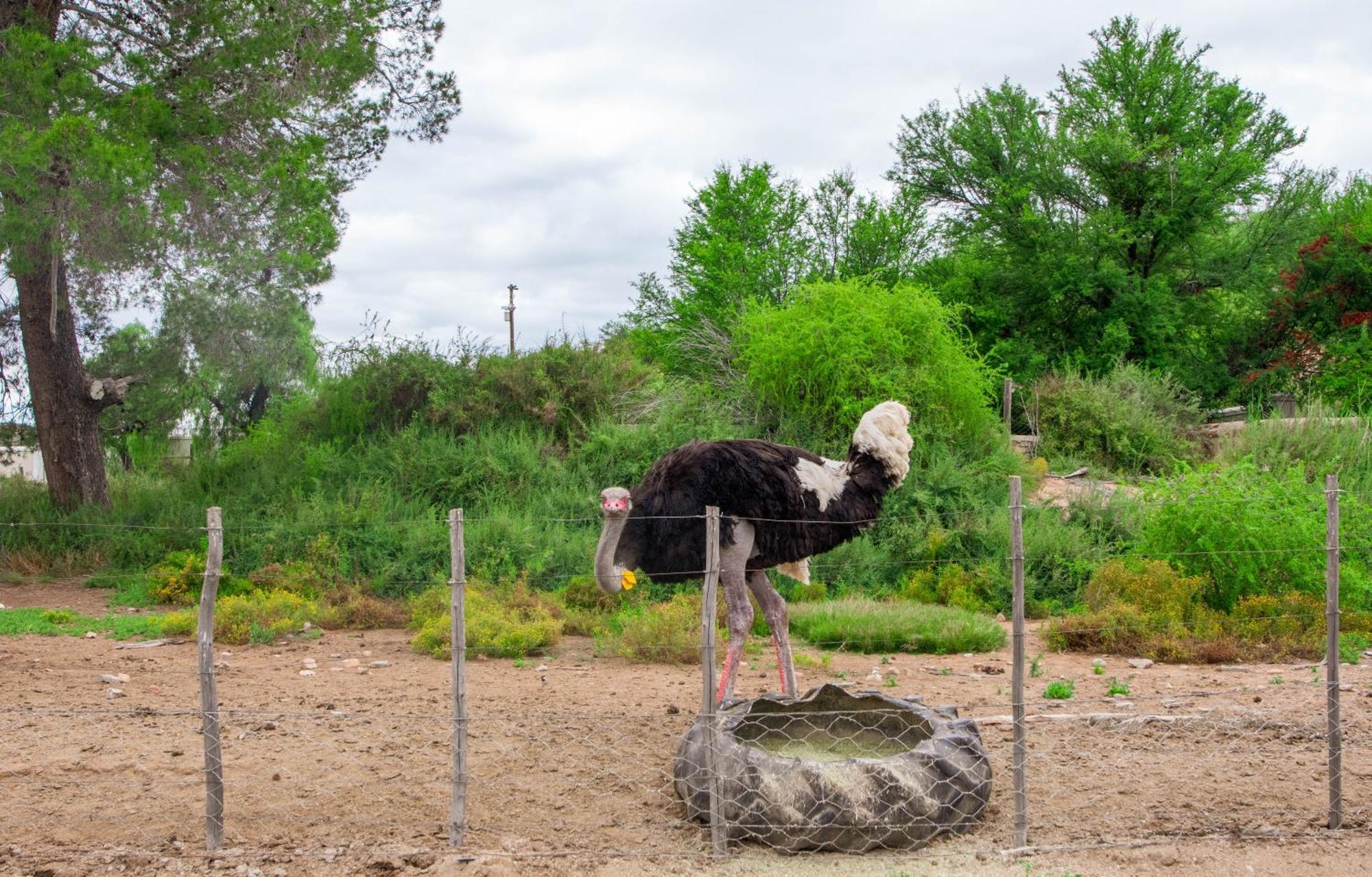 Bakenskraal Ostrich Palace Oudtshoorn Ngoại thất bức ảnh